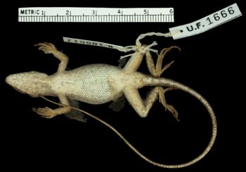 Media type: image;   Herpetology R-185617 Aspect: ventral